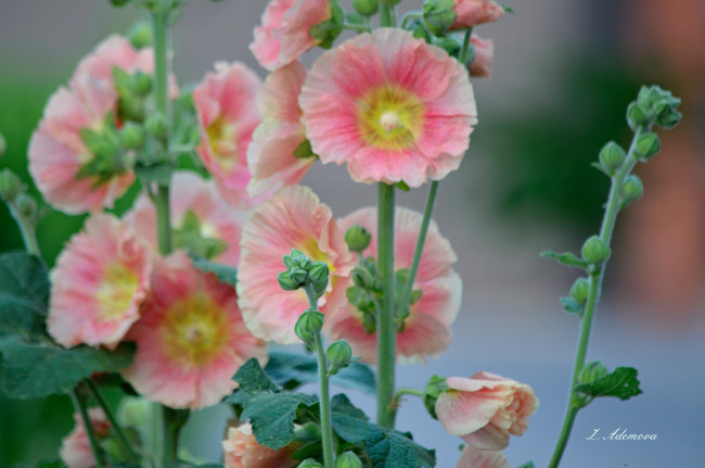 Обои картинки фото цветы, мальвы, мальва, цветение, листья