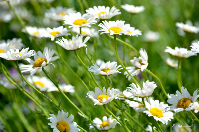 Обои картинки фото цветы, ромашки, лепестки, цветение, ромашка