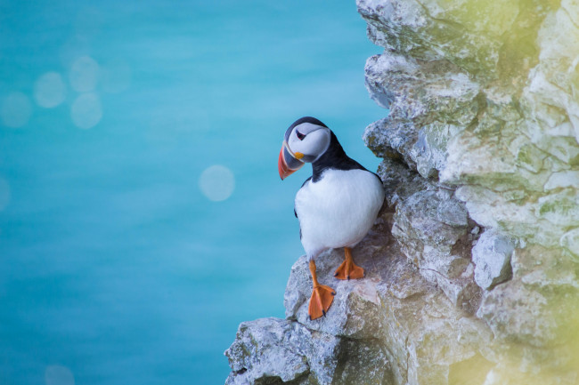 Обои картинки фото животные, тупики, окрас, перья, птица, тупик