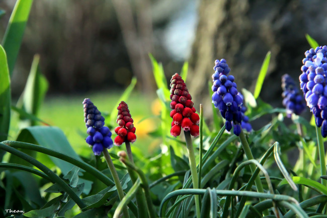 Обои картинки фото цветы, гиацинты, мускари