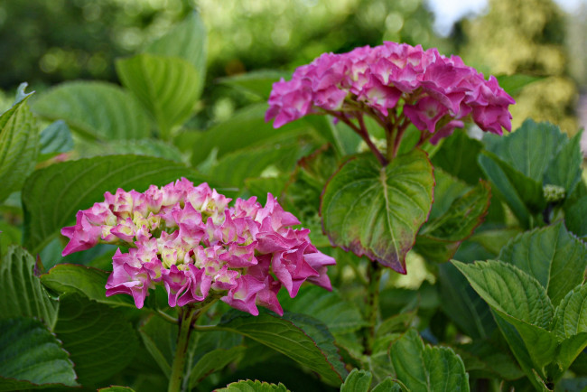 Обои картинки фото цветы, гортензия, куст, цветение, цвет