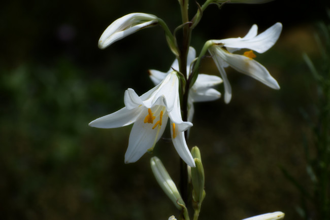 Обои картинки фото цветы, лилии,  лилейники, белый