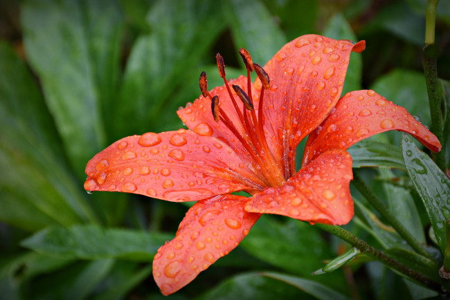 Обои картинки фото цветы, лилии,  лилейники, pink, lily, бутоны, цветение, blooms, buds