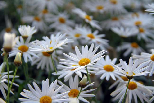 Обои картинки фото цветы, ромашки, капли, цветение, лепестки, ромашка