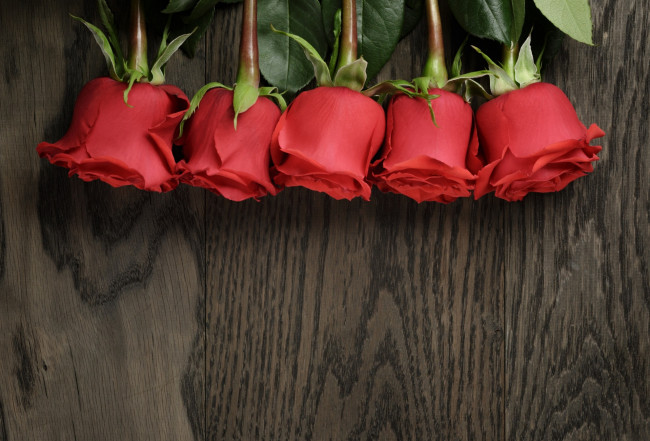 Обои картинки фото цветы, розы, цветок, красный