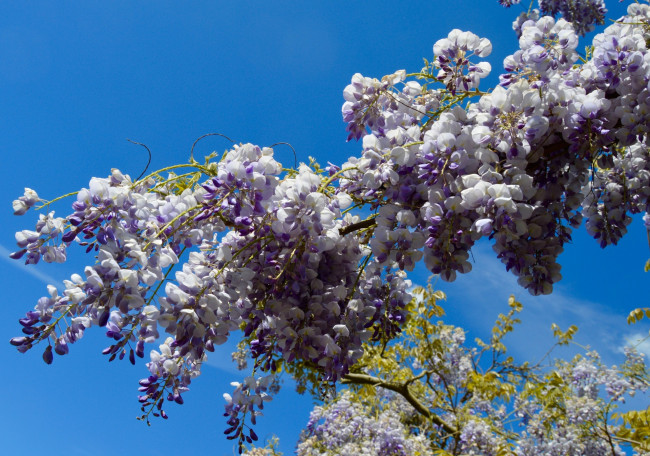 Обои картинки фото цветы, глициния, ветка