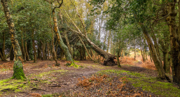 Картинка природа лес простор