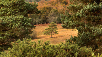 Картинка природа лес простор