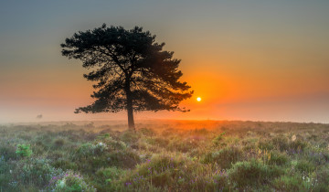 Картинка природа деревья простор