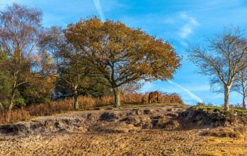 Картинка природа деревья простор