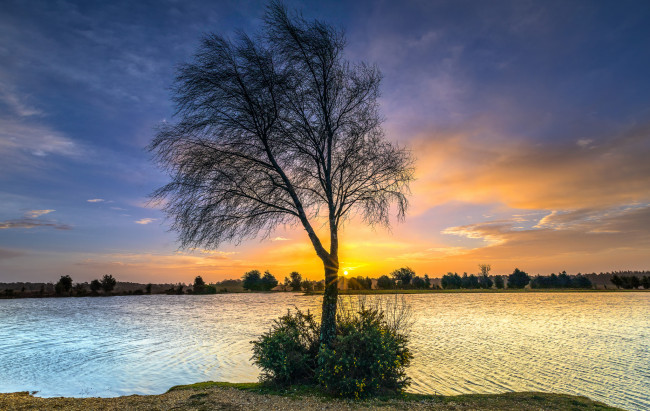 Обои картинки фото природа, деревья, простор