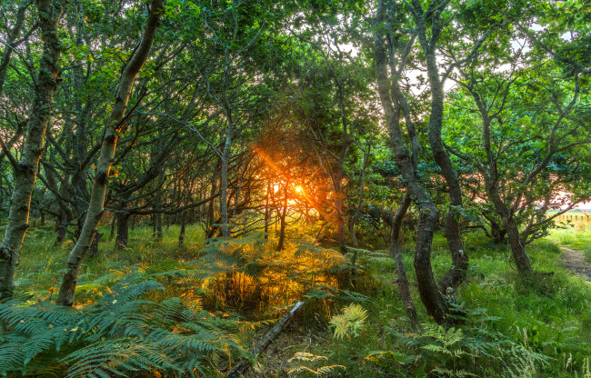 Обои картинки фото природа, лес, простор