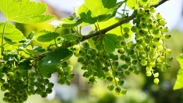 обоя природа, ягоды, листья, ветки, зеленая, смородина