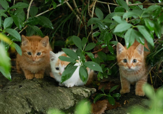 Картинка животные коты cat