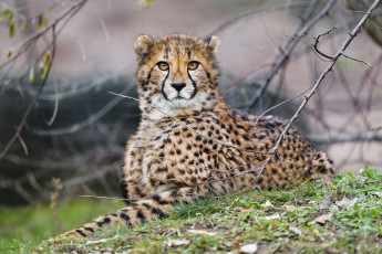 обоя животные, гепарды, гепард