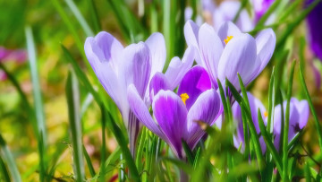 Картинка цветы крокусы весна первоцветы лиловые