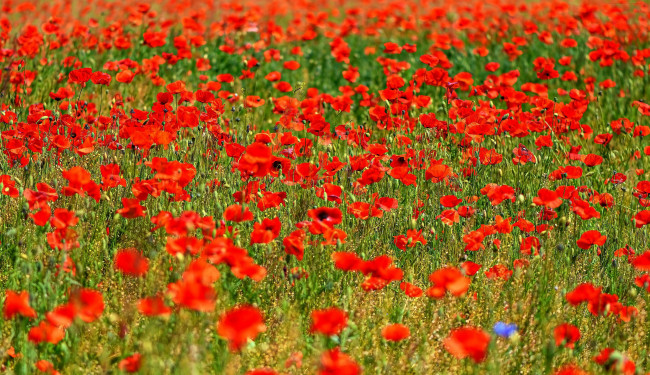 Обои картинки фото цветы, маки, луг, алые