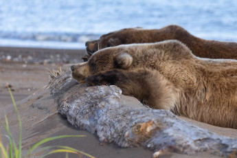 Картинка животные медведи
