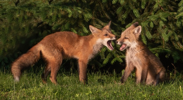 обоя животные, лисы