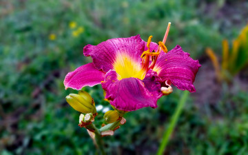 Картинка цветы лилии +лилейники цветок