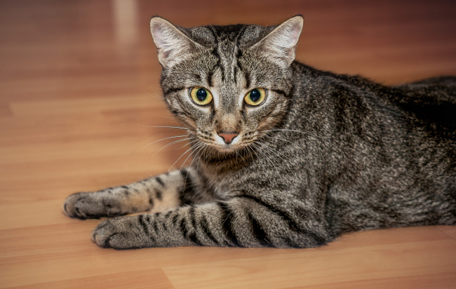 Обои картинки фото животные, коты, кот, кошка