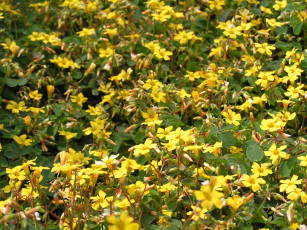 Картинка цветоЧек цветы