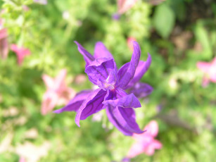 Картинка цветоЧек цветы