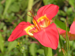 Картинка цветоЧек цветы