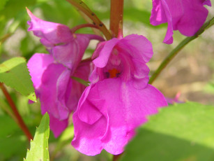 Картинка цветоЧек цветы бальзамины