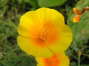 Картинка цветоЧек цветы эшшольция