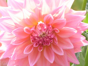 обоя цветоЧек, цветы, георгины