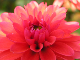 Картинка цветоЧек цветы георгины