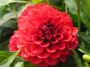 Картинка цветоЧек цветы георгины