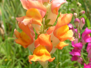 Картинка цветоЧек цветы львиный зев