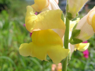 Картинка цветоЧек цветы львиный зев