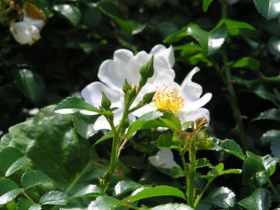 Картинка цветоЧек цветы шиповник