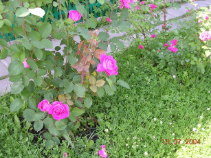 Картинка цветочки цветы розы