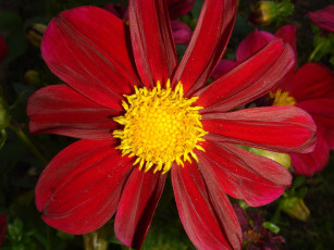 Картинка цветок цветы георгины