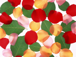 Картинка цветы