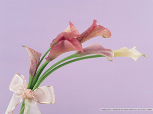 Картинка цветы каллы