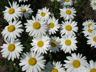 Картинка цветы ромашки