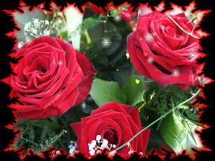 Картинка цветы розы