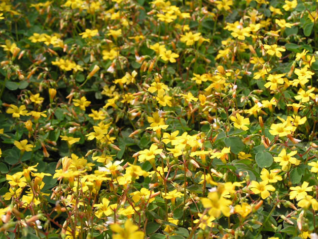 Обои картинки фото цветоЧек, цветы