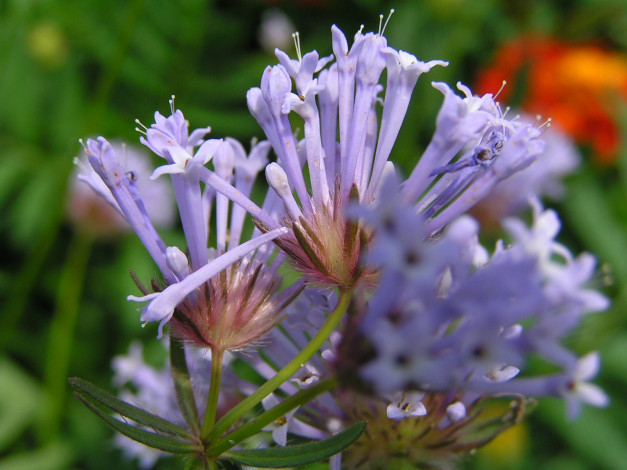 Обои картинки фото цветоЧек, цветы