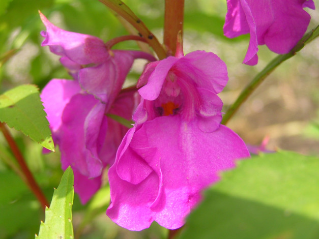 Обои картинки фото цветоЧек, цветы, бальзамины