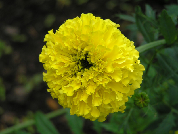 Обои картинки фото цветоЧек, цветы, бархатцы