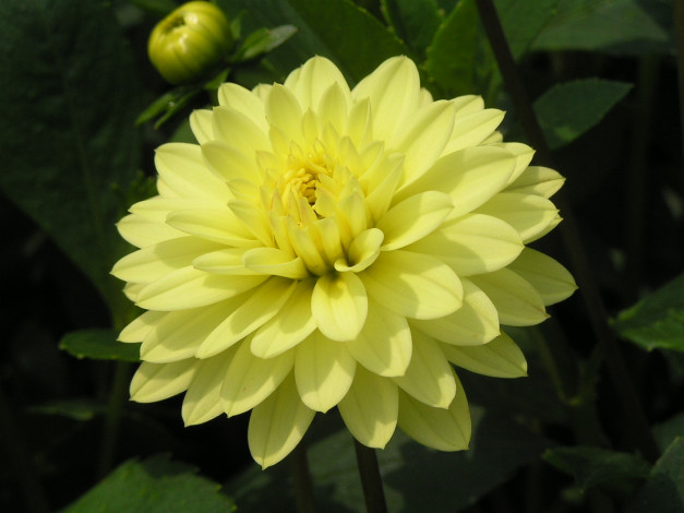 Обои картинки фото цветоЧек, цветы, георгины