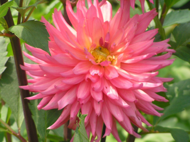 Обои картинки фото цветоЧек, цветы, георгины