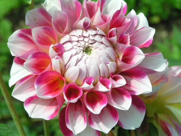 Обои картинки фото цветоЧек, цветы, георгины