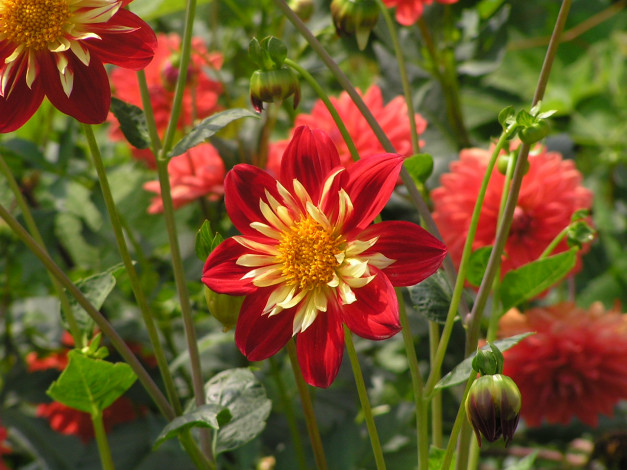 Обои картинки фото цветоЧек, цветы, георгины